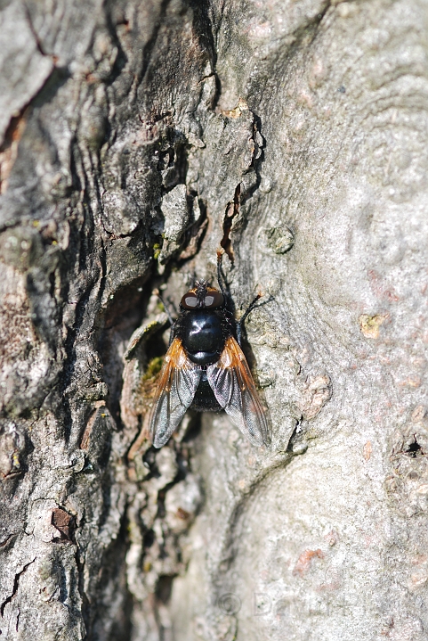Mesembrina meridiana - A.JPG - Mesembrina meridiana - Cotswolds